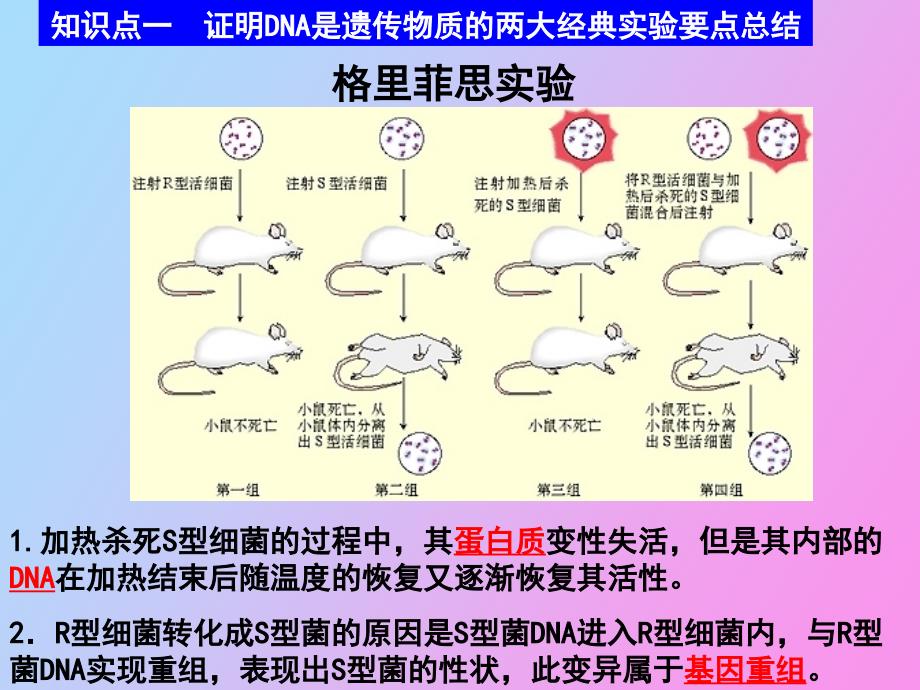 轮复习遗传与变异_第3页