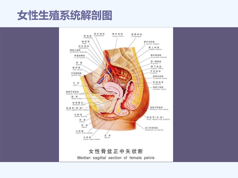 外阴及阴道炎症课件_第2页