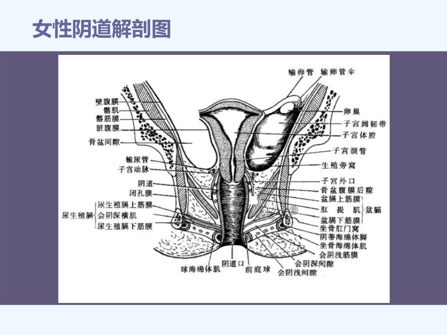 外阴及阴道炎症课件_第4页