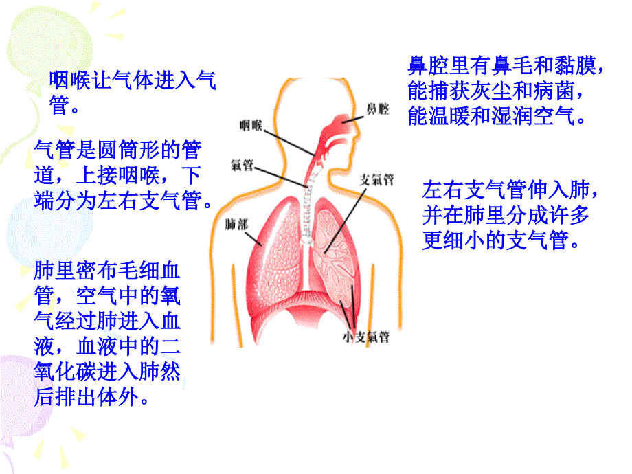 1、三年级《我们的肺》课件_第4页