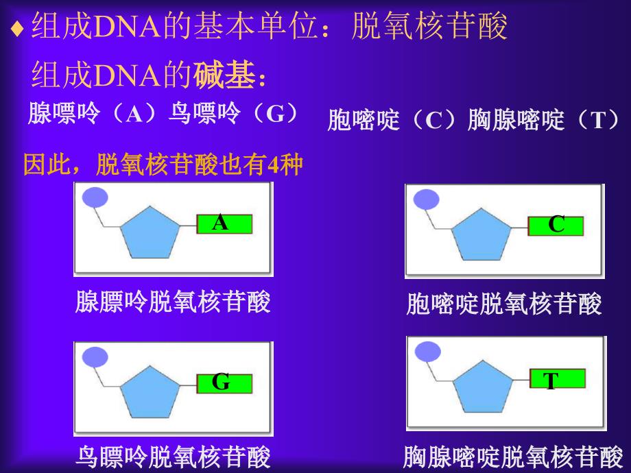 819第二节 DNA分子的结构_第2页