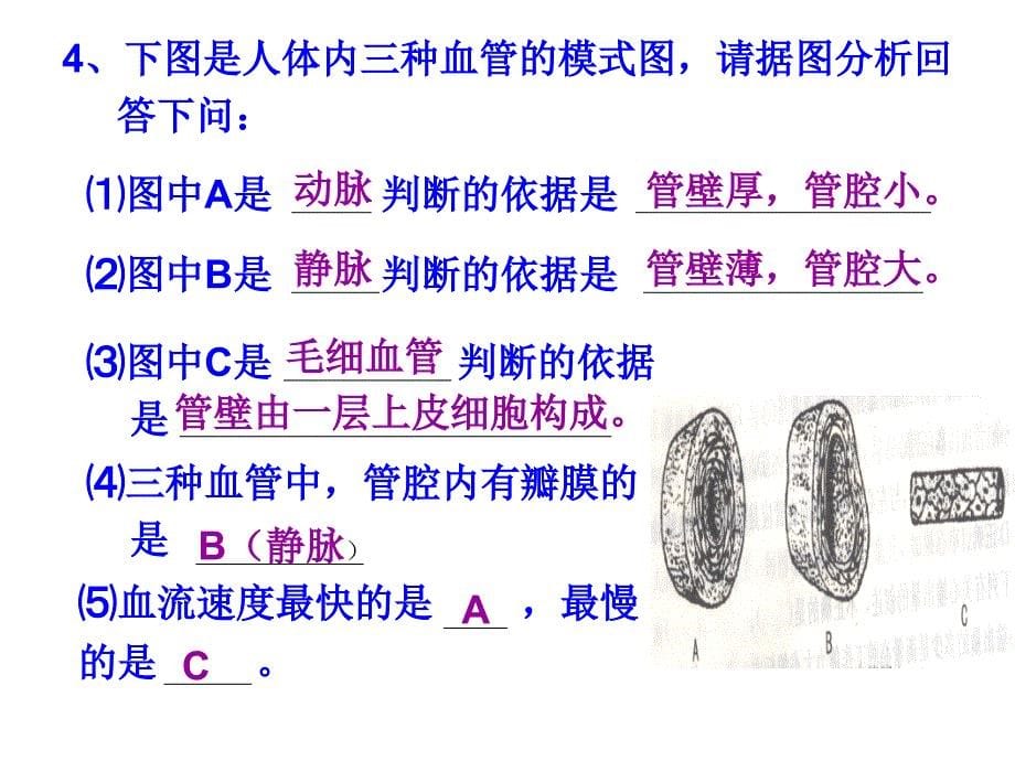 初一生物下册填图专题.ppt_第5页