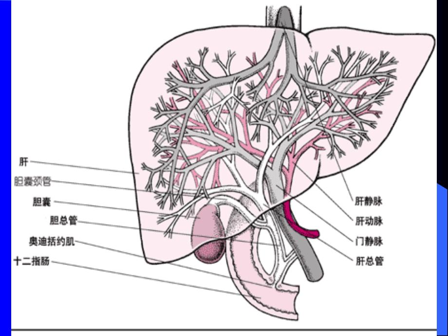 【医学PPT课件】胆道疾病_第3页