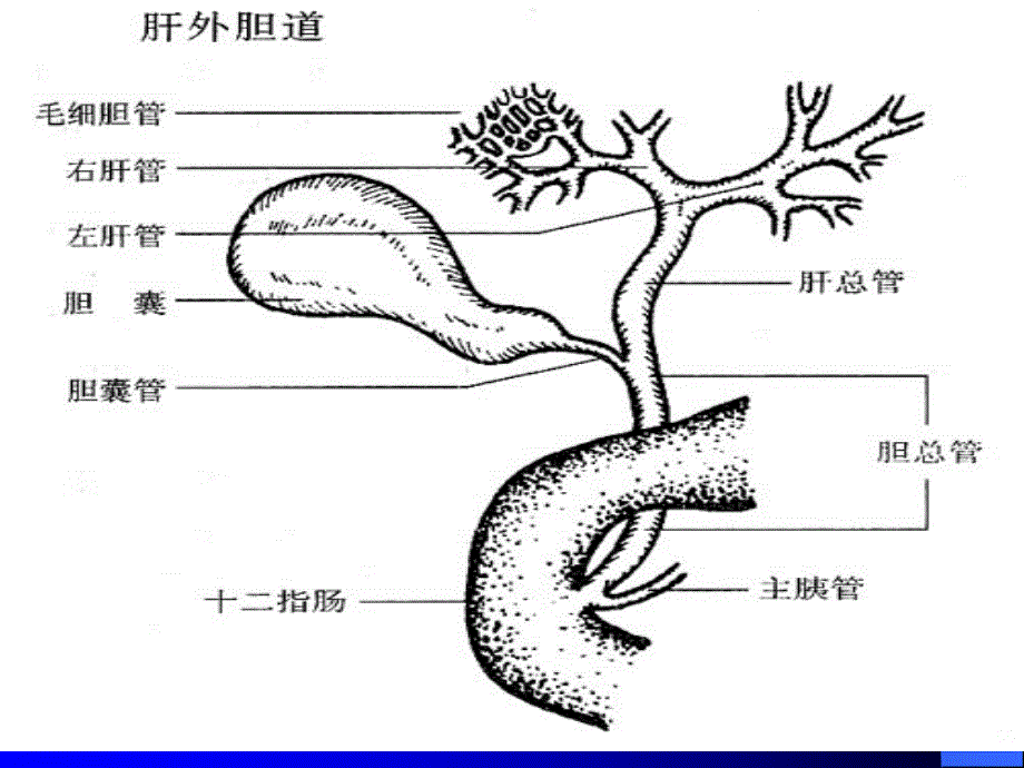 【医学PPT课件】胆道疾病_第4页