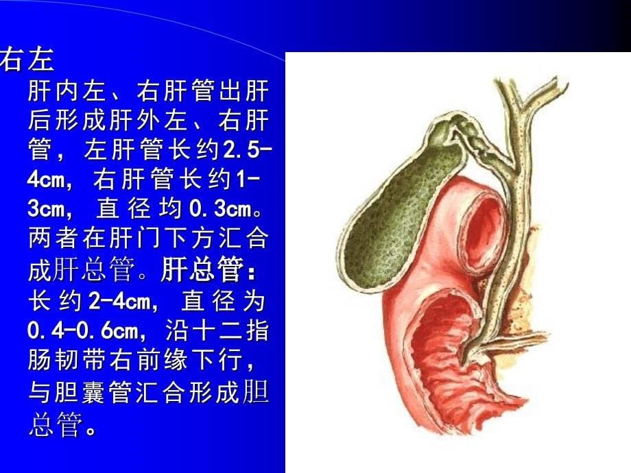 【医学PPT课件】胆道疾病_第5页