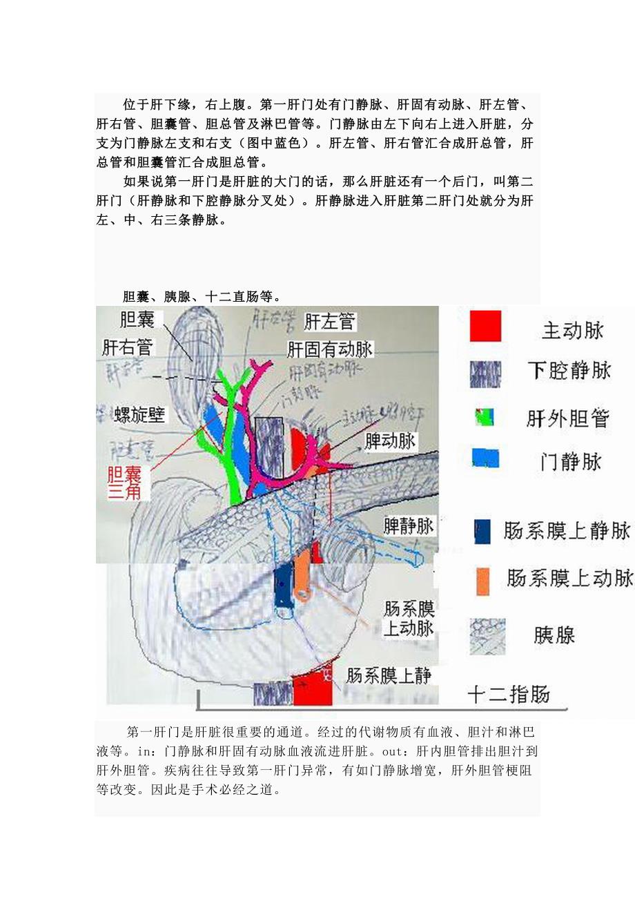 肝脏的功能37452.doc_第4页