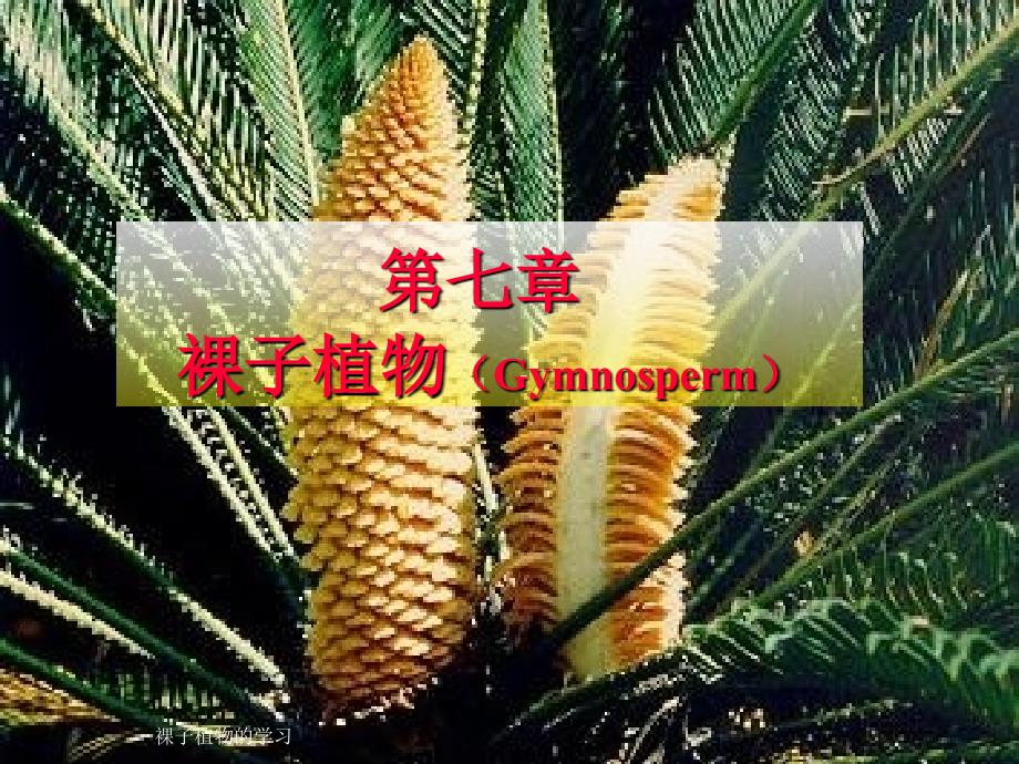 裸子植物的学习课件_第1页