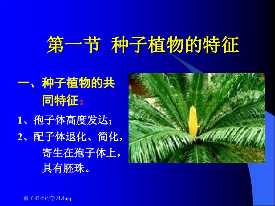 裸子植物的学习课件_第3页