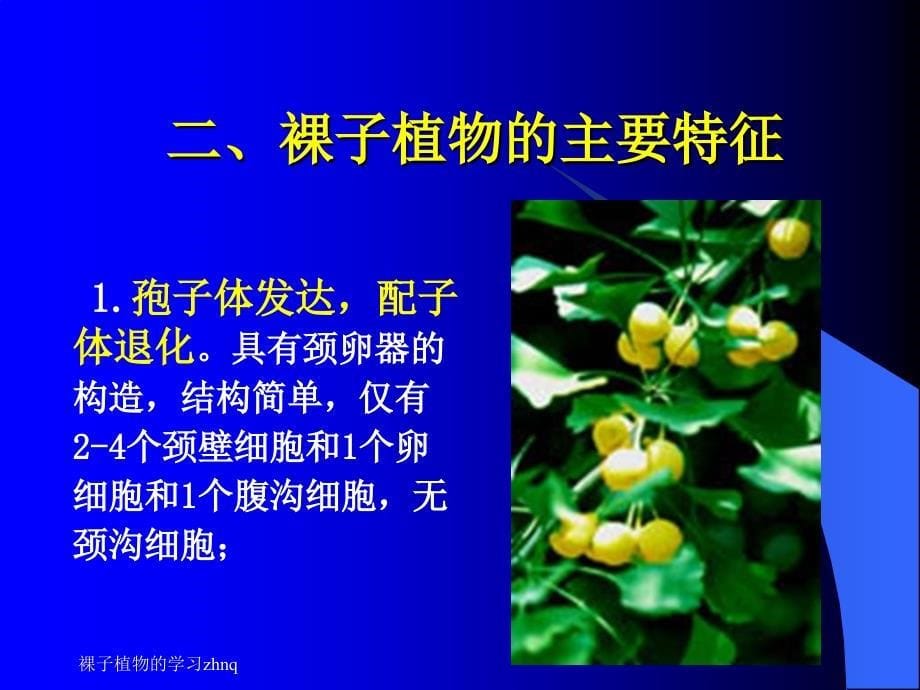 裸子植物的学习课件_第5页