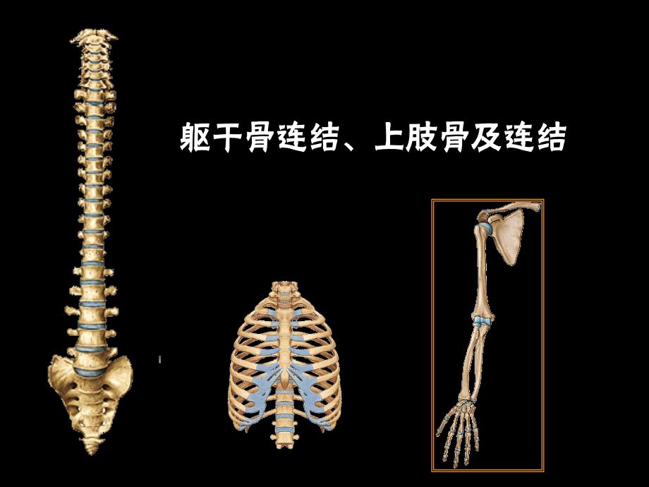 系统解剖学课件：躯干骨连接.上肢骨及其连接_第1页