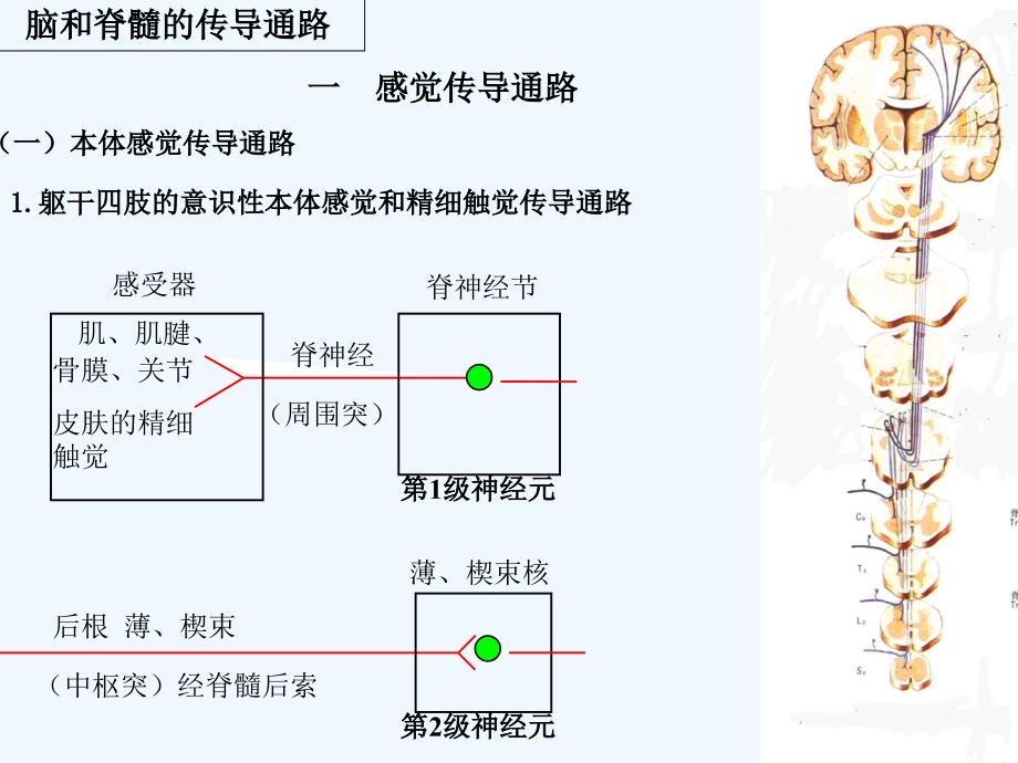 人体解剖之脑和脊髓传导通路_第1页