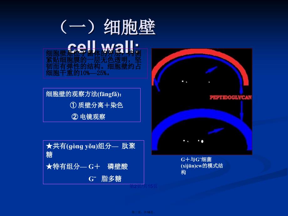 六细菌细胞结构学习教案_第3页