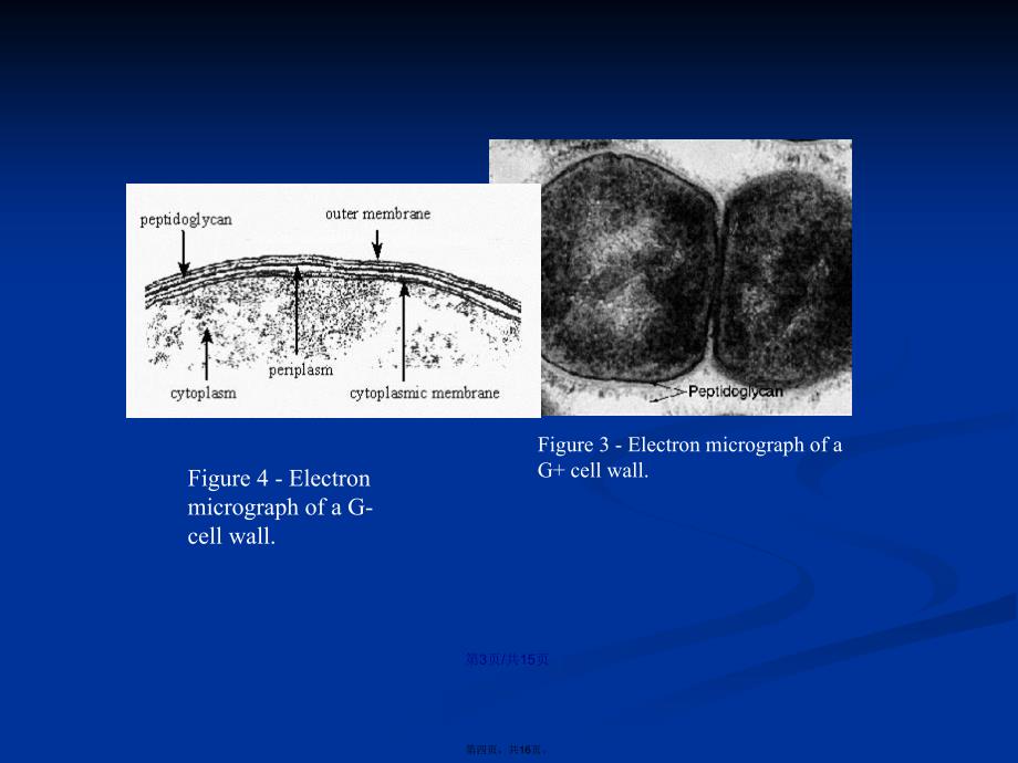 六细菌细胞结构学习教案_第4页