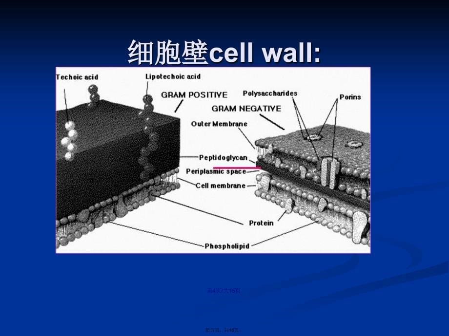 六细菌细胞结构学习教案_第5页