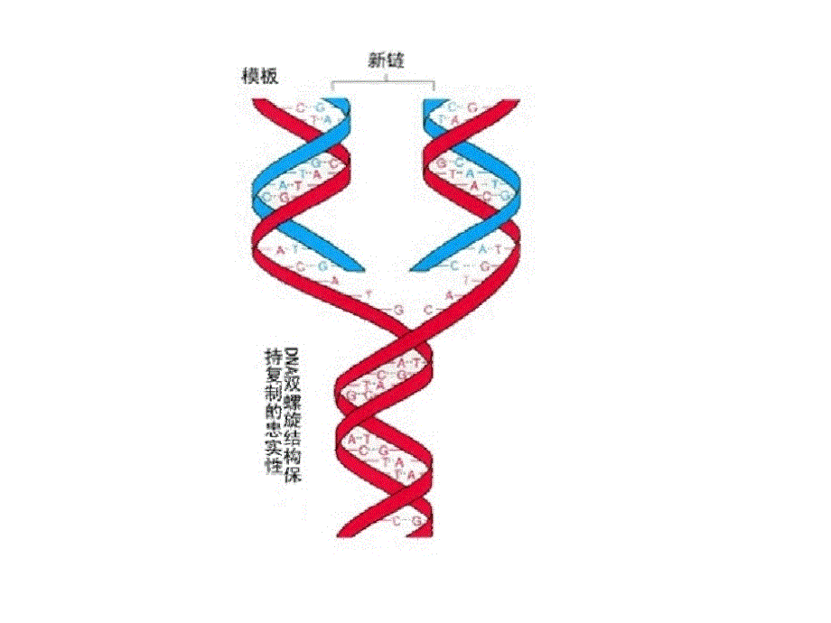 第四章DNA复制王赟_第2页