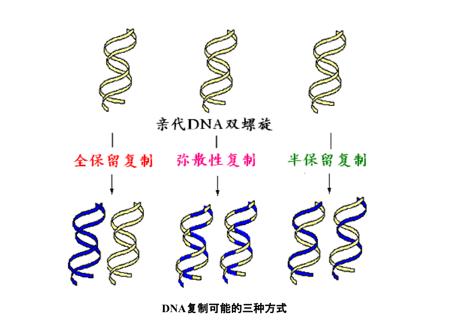 第四章DNA复制王赟_第3页