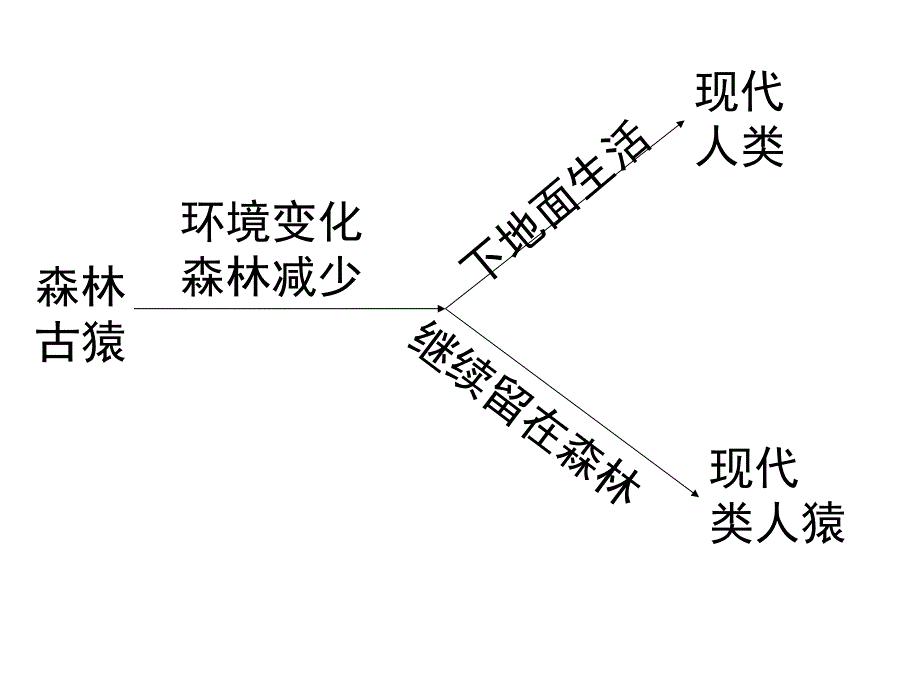 森林古猿ppt课件_第2页