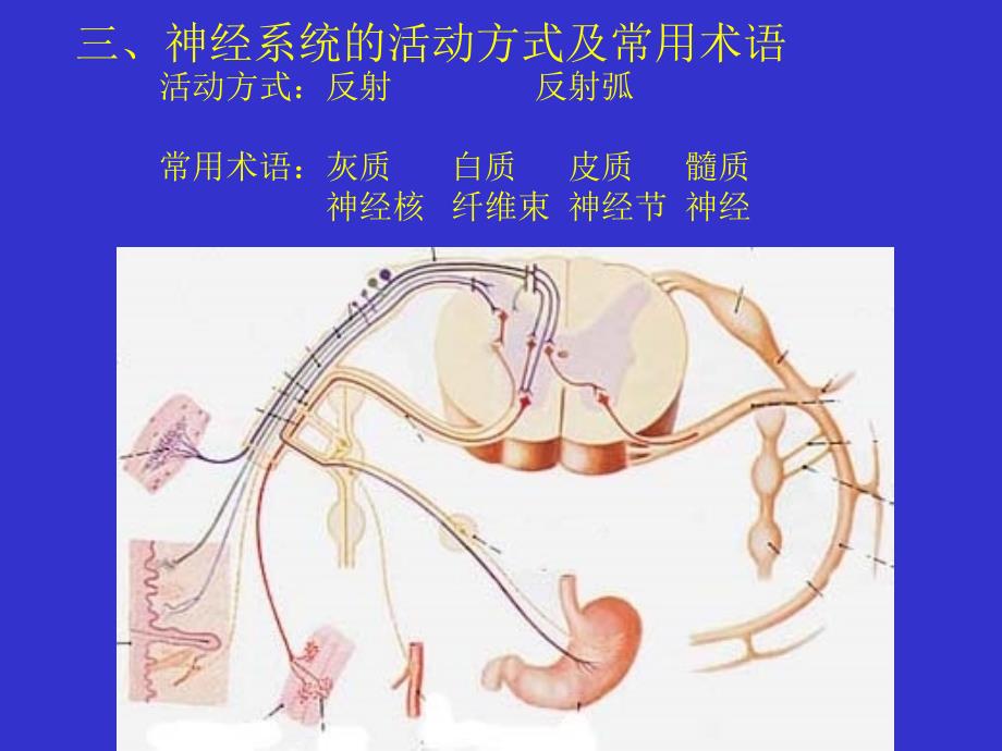 局部解剖学：神经系统 (2)_第4页