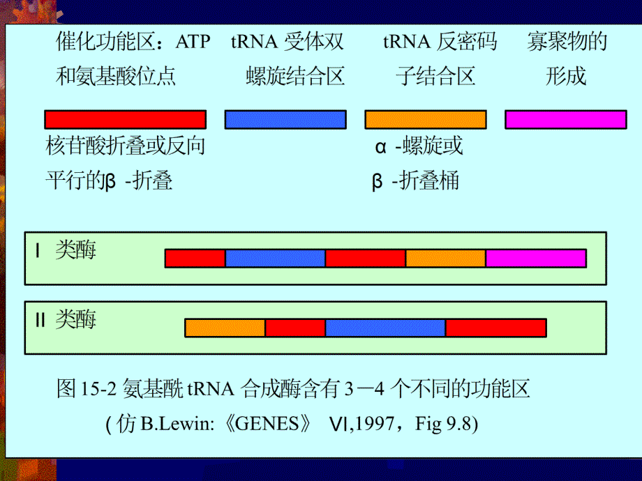 十五章蛋白质的合成转运和加工_第2页