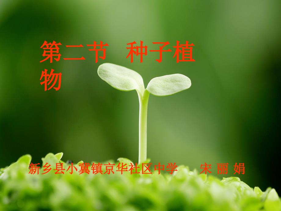 种子植物课件_第1页