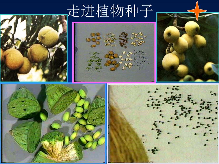 种子植物课件_第3页