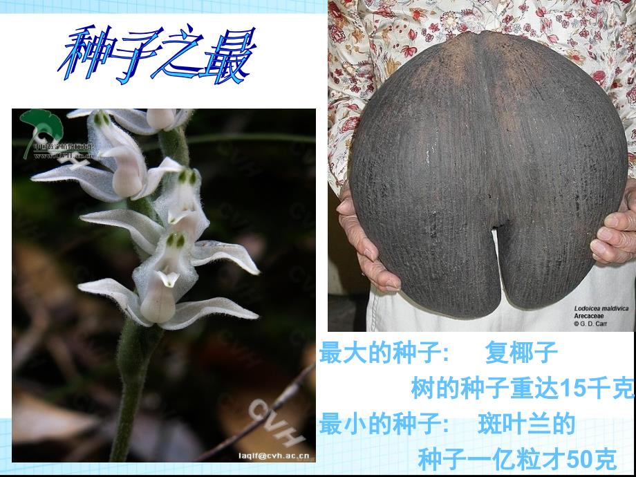 种子植物课件_第4页