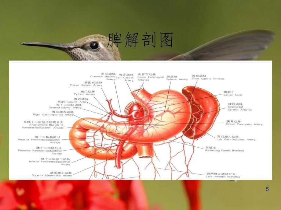 腹腔镜下脾切除术课堂PPT_第5页