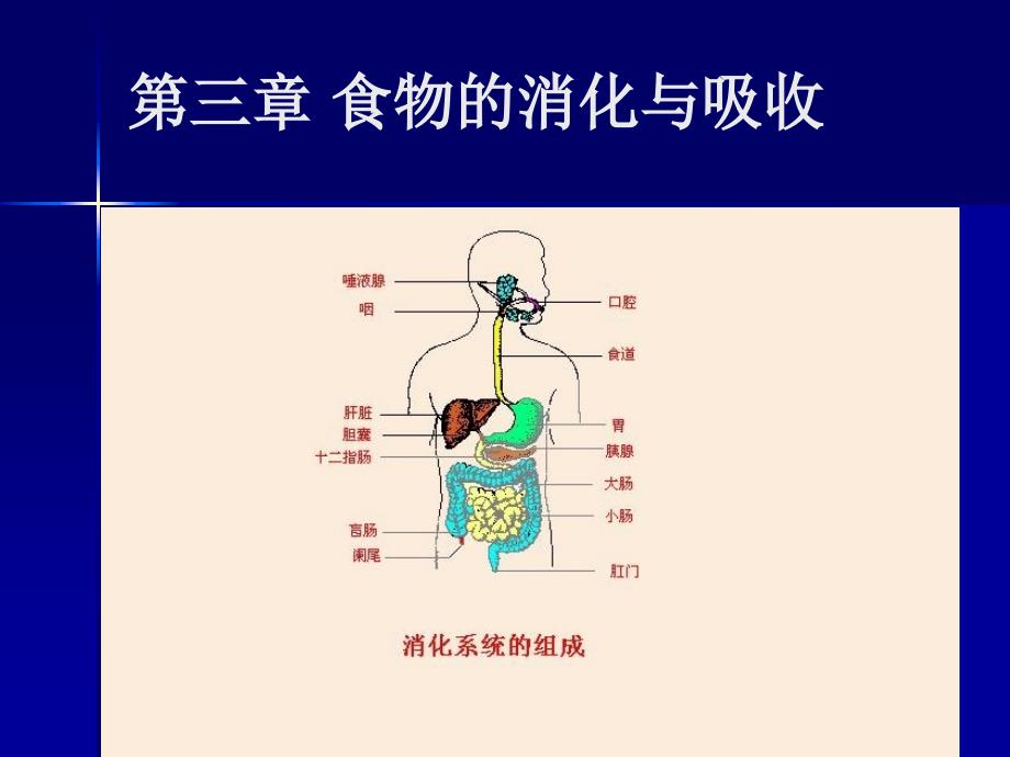 第三章食物的消化与吸收_第1页