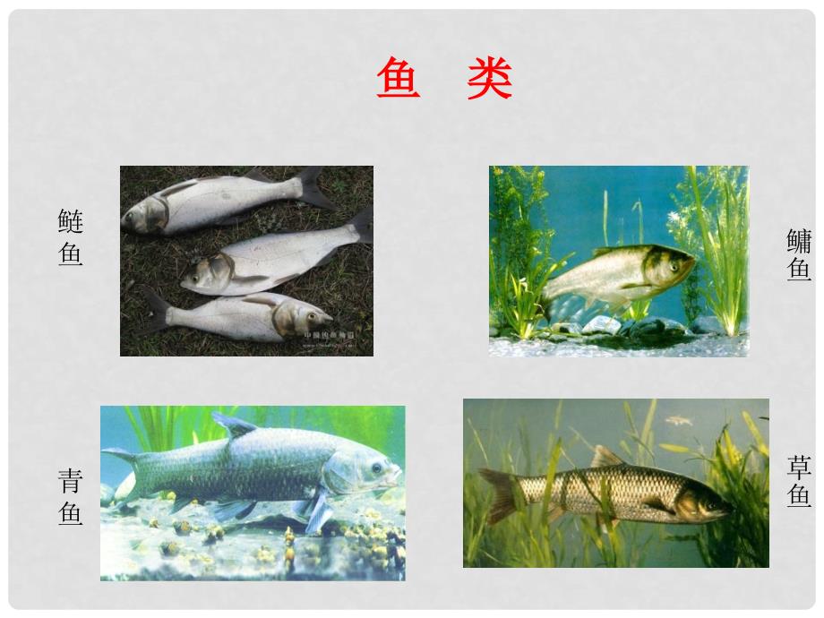 浙江省绍兴市诸暨市店口镇七年级科学上册 第2章 观察生物 2.4 常见的动物课件3 （新版）浙教版_第3页