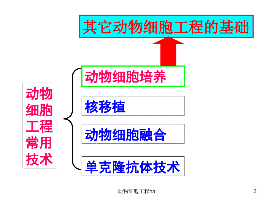 动物细胞工程ha课件_第2页