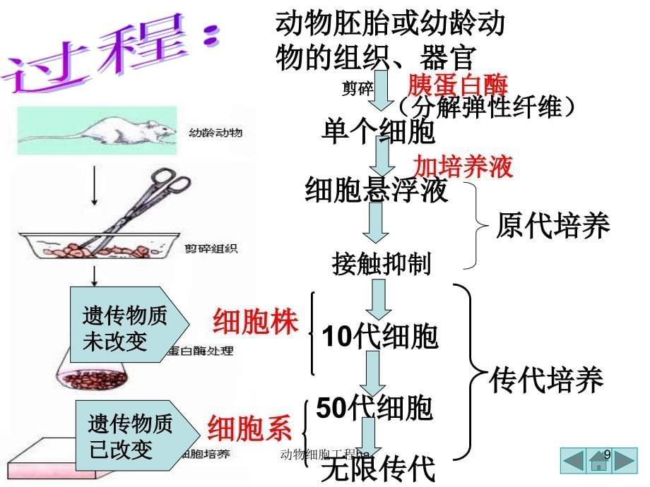 动物细胞工程ha课件_第5页