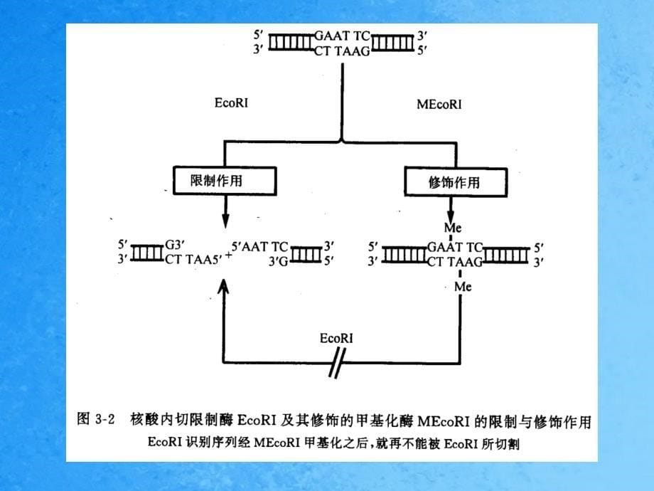 基因工程工具酶ppt课件_第5页