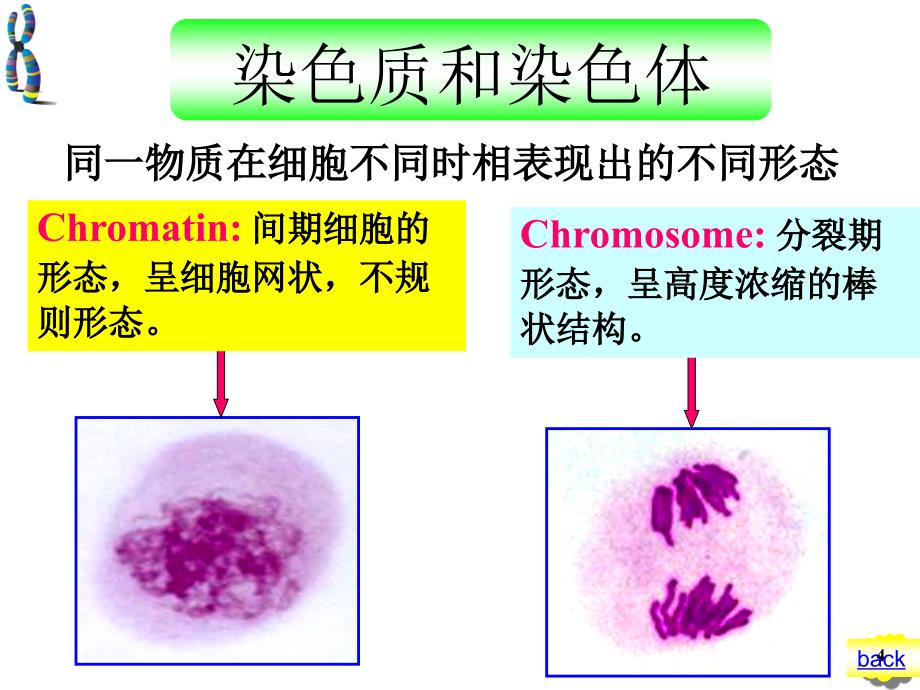 医学遗传学课件：第4章-染色体_第4页