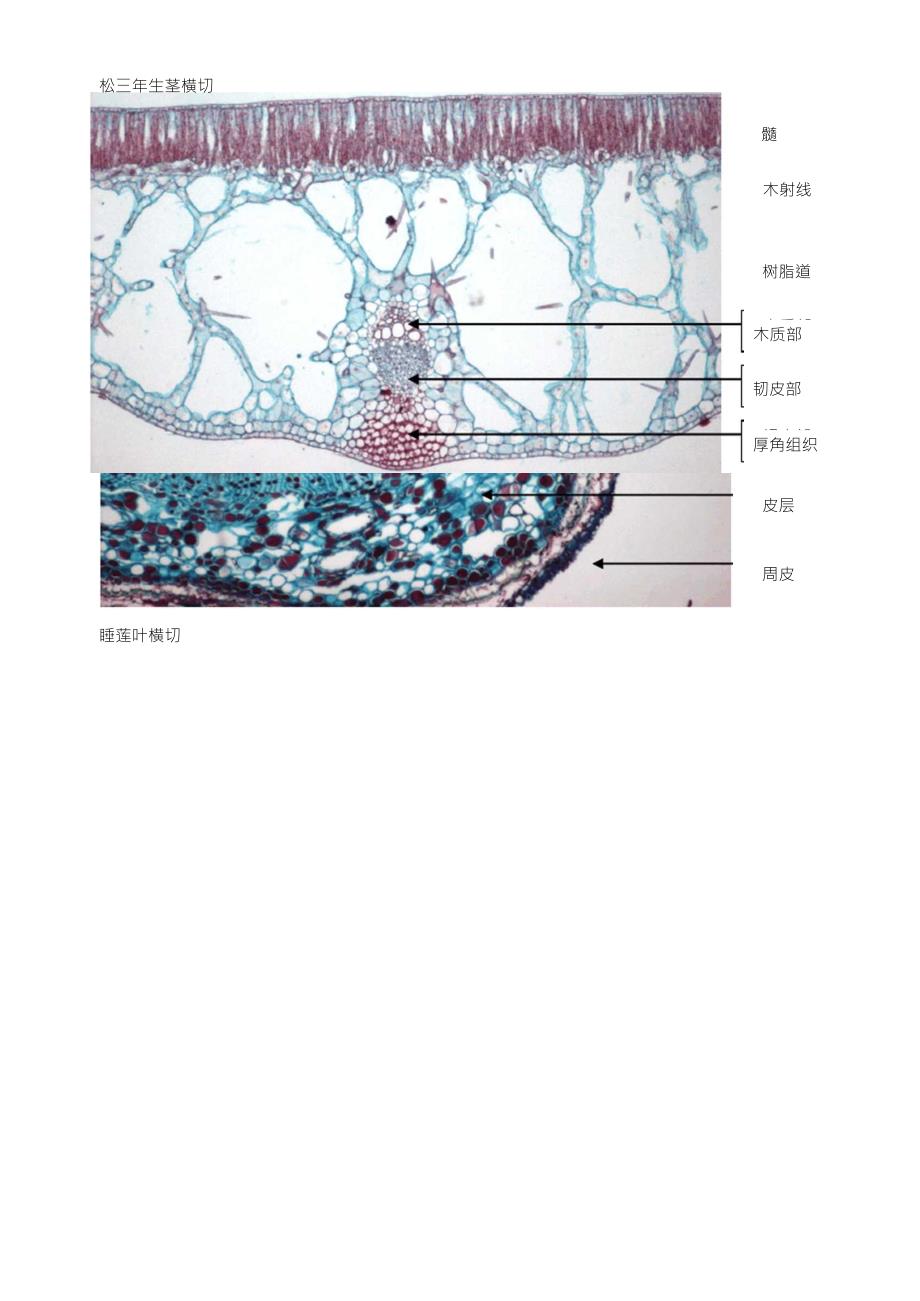 植物切片注解图_第4页