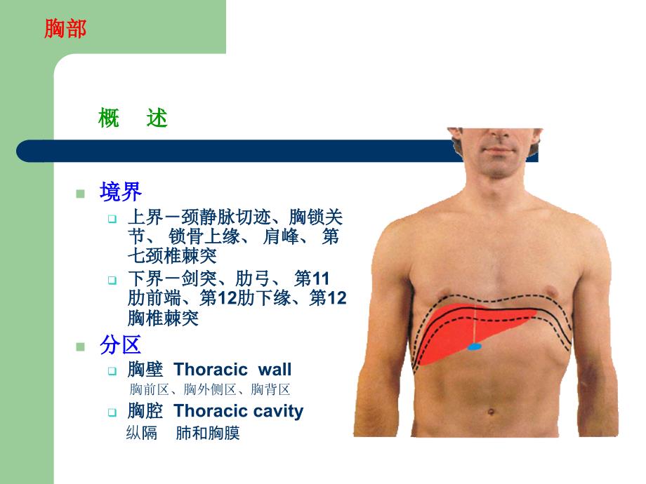 《肢局部解剖学》PPT课件_第2页