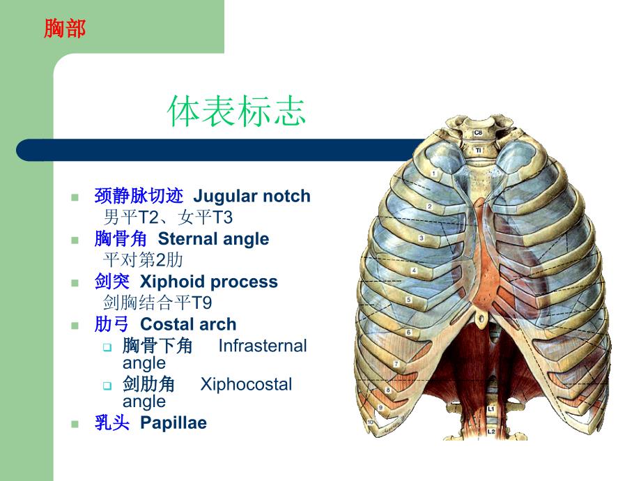 《肢局部解剖学》PPT课件_第4页