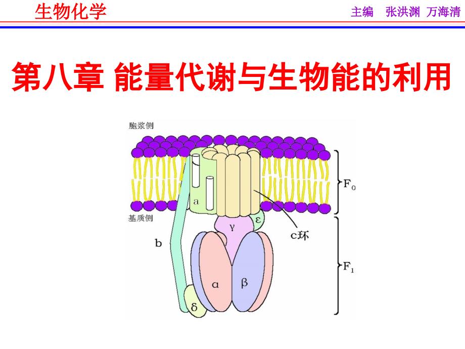 第八章能量代谢与生物能的利用_第2页