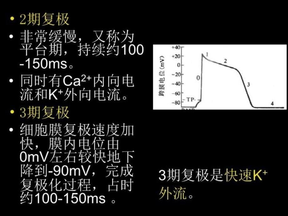 最新心肌细胞的生物电现象PPT课件_第5页