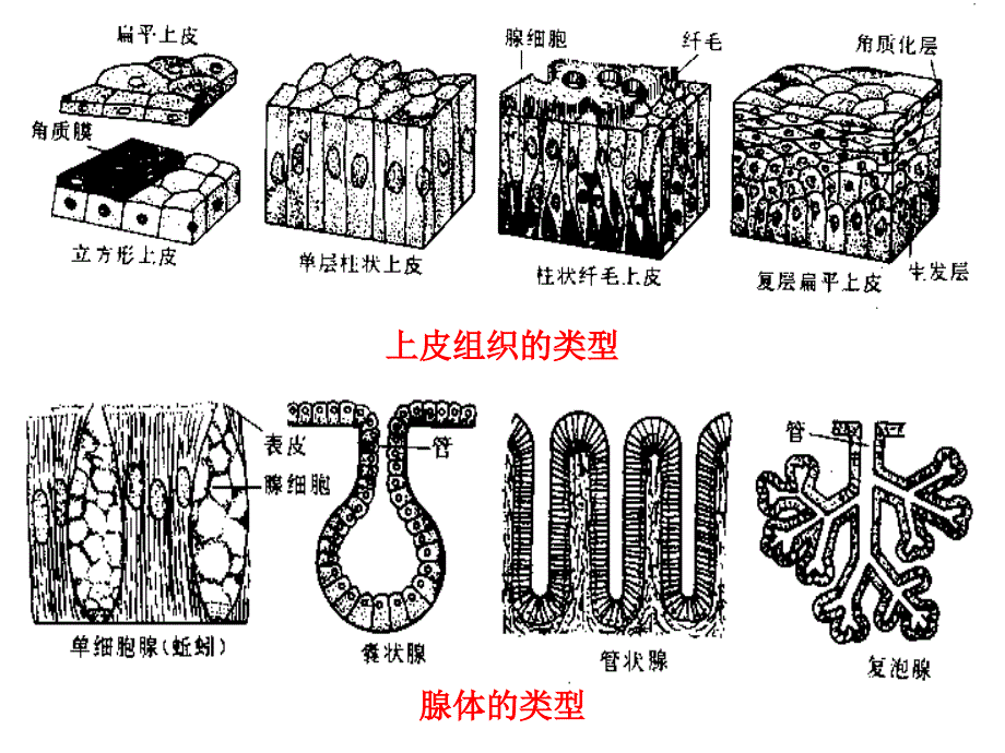 第四多细胞动物导论_第4页