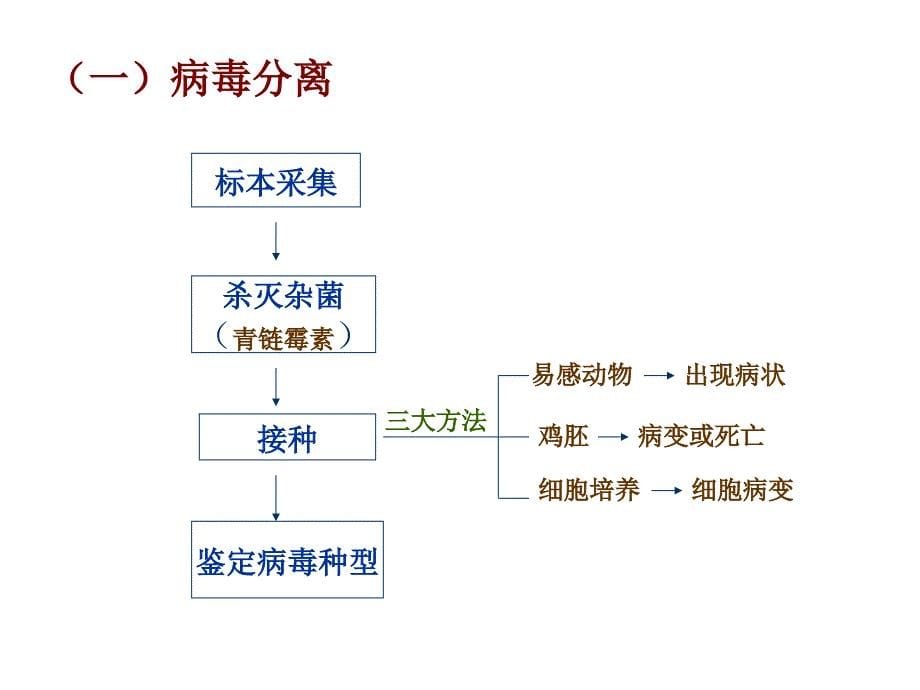 第二十六章病毒的检测_第5页