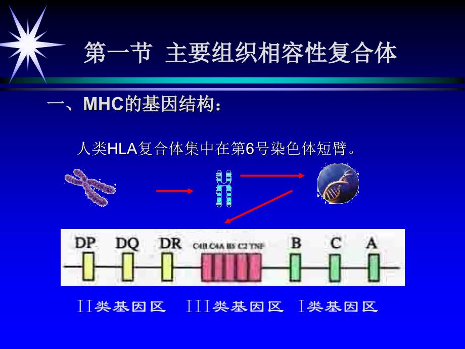 主要组织相容性复合体及其分子课件_第2页