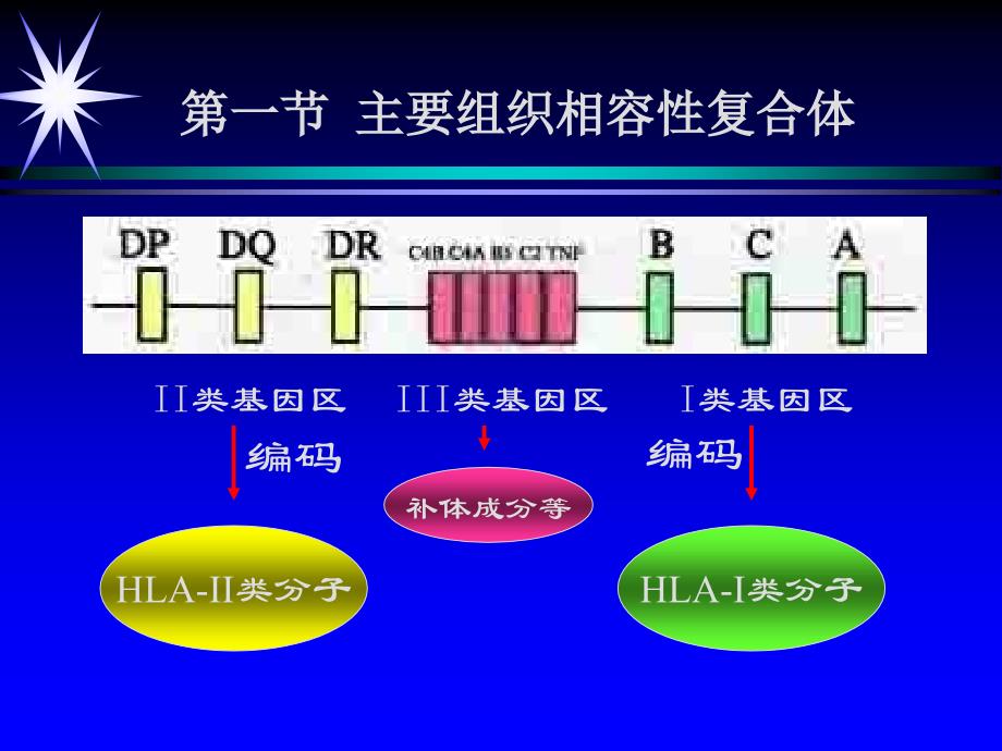 主要组织相容性复合体及其分子课件_第3页