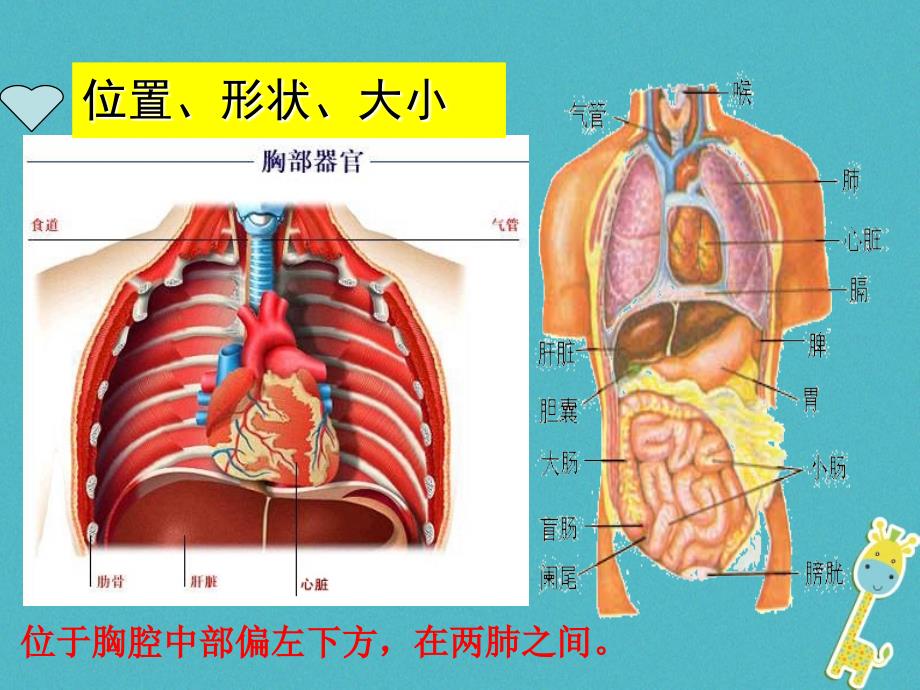 七年级生物下册443输送血液泵心脏课件新版新人教版_第3页