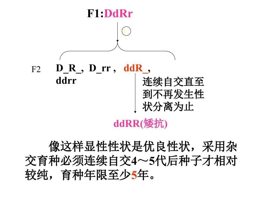 6.1杂交育种与诱变育种课件邱实_第5页