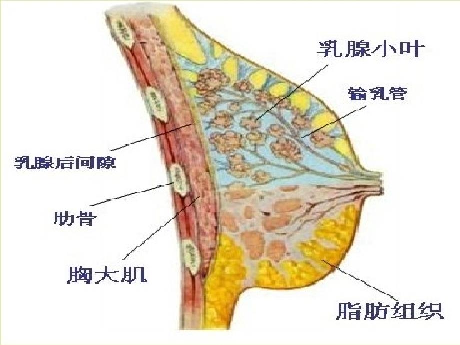 乳腺癌病人的护理治疗护理健康教育_第1页