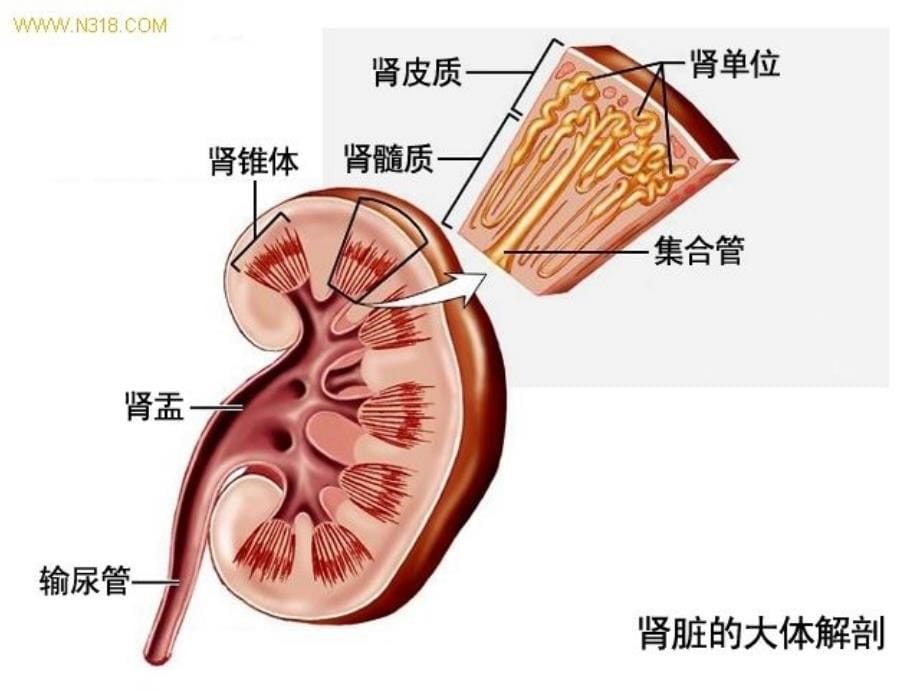 利尿剂和脱水药_第5页