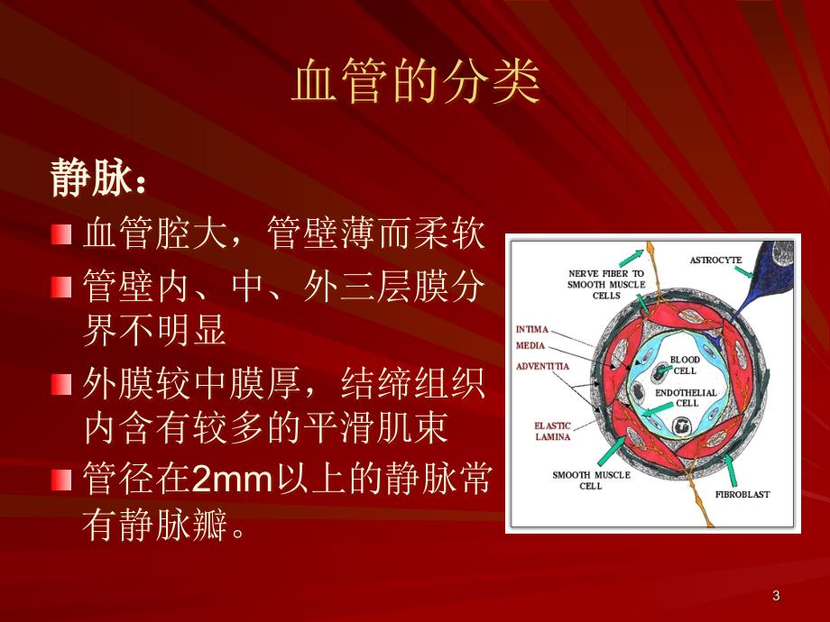 脑血管解剖图PowerPoint演示文稿_第3页