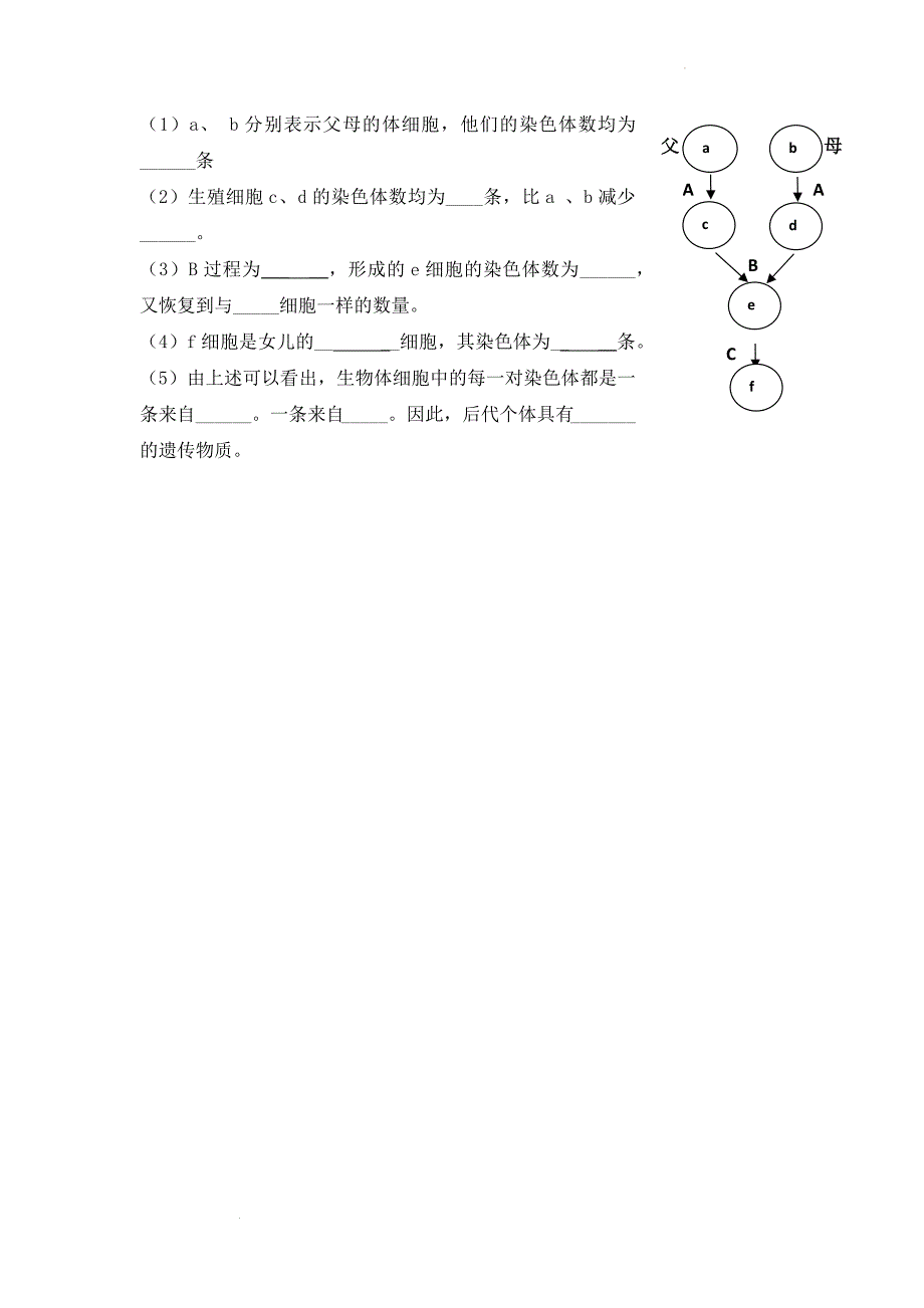 人类染色体与性别决定导学单 生物八年级上册.docx_第4页