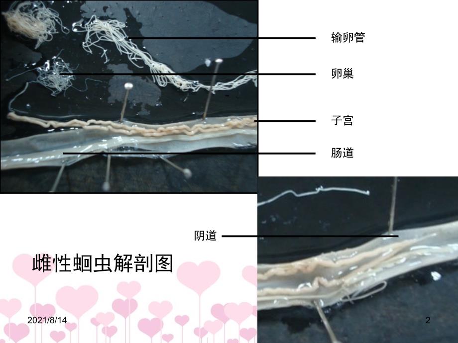 无脊椎动物排泄系统的演化_第2页