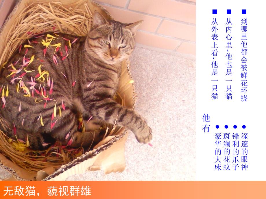 独孤求败机器猫大战拖把_第2页